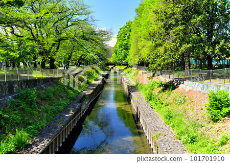 Zempukuji River Green Area / Tennobashi / Looking upstream from Zenpukuji River (Suginami Ward, Tokyo) [April 2023] 101701910