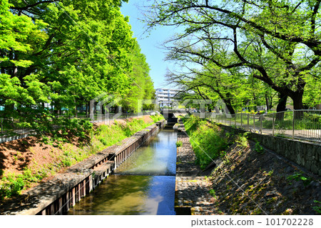 Zenpukuji River Park / Tennobashi / View of Zenpukuji River from upstream (Suginami Ward, Tokyo) [April 2023] 101702228