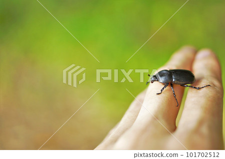 wild beetle wild beetle 101702512