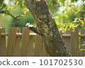 Nesting Pygmy Woodpecker 101702530