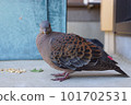 The pheasant taste of the camera 101702531