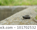 Baby in a turtle 101702532