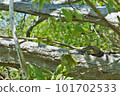 Aodaisho coiling up on a tree 101702533