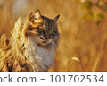 Handsome cat with long hair fluttering in the wind 101702534