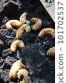 Beetle larva just before pupation 101702537
