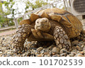Spurred tortoise approaching 101702539