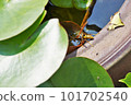 A paper wasp rehydrating in a water lily bowl 101702540