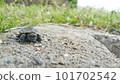 The first steps of a baby turtle 101702542