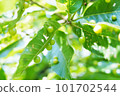 A gall on a sawtooth oak leaf 101702544