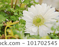 Double-flowered white anemone 101702545
