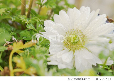 雙花白海葵 雙花白海葵 101702545