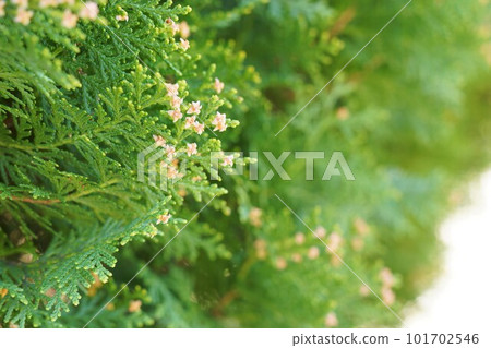 conote魚花 conote魚花 101702546