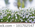 Pretty Japanese daisy blooming in a potted plant 101702547