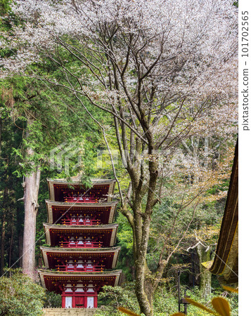 Muroji Temple in spring with cherry blossoms in full bloom Muroji Temple in spring with cherry blossoms in full bloom 101702565