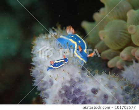 Parent and child of sea slug 101702577