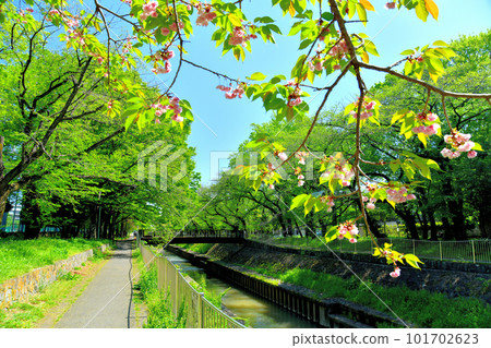 Zempukuji河綠地/兒童橋/ Zempukuji河附近（東京都杉並區）[2023年4月] 101702623