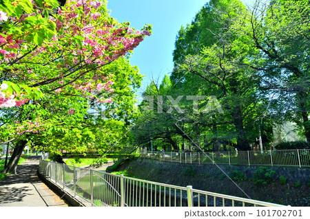 善福寺川綠地/矢倉橋/善福寺川附近（東京都杉並區）[2023年4月] 101702701