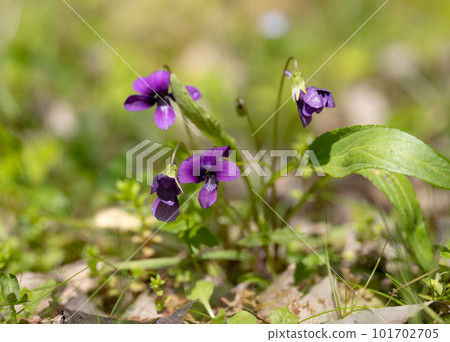 Violets blooming in the spring field Violets blooming in the spring field 101702705