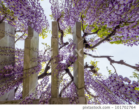 Wisteria flowers in full bloom 101702764