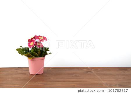 Gerbera flower wooden table white back Gerbera flower wooden table white back 101702817