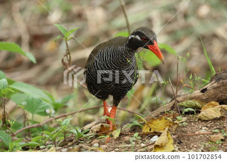 生物、野鳥、山原鐵路和山原森林的森林邊緣。似乎在空地上覓食 生物、野鳥、山原鐵路和山原森林的森林邊緣。似乎在空地上覓食 101702854