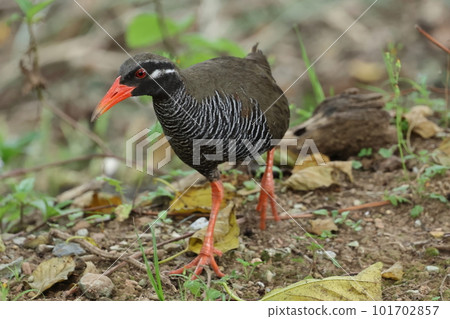生物:野鳥 Yanbaru Kuina,鮮紅色的喙和腿。條紋腹部和橄欖綠背部 生物:野鳥 Yanbaru Kuina,鮮紅色的喙和腿。條紋腹部和橄欖綠背部 101702857