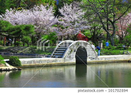 [Hiroshima Prefecture] Shukkeien Garden (straddling bridge) with cherry blossoms in full bloom 101702894