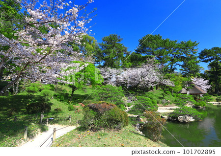 [Hiroshima Prefecture] Shukkeien Garden with cherry blossoms in full bloom 101702895