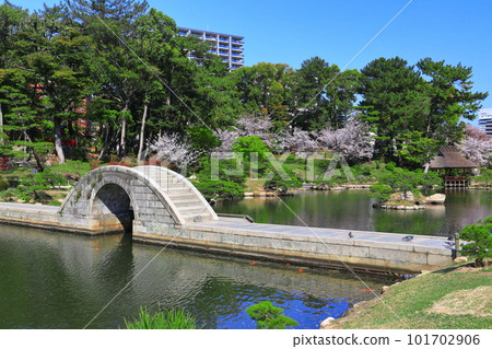 [廣島縣]櫻花盛開的縮景園（跨橋） 101702906
