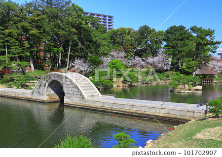 [廣島縣]櫻花盛開的縮景園（跨橋） 101702907