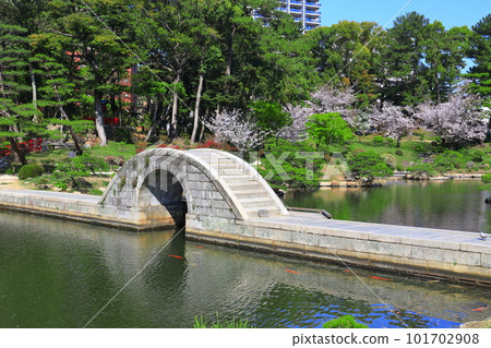 [廣島縣]櫻花盛開的縮景園（跨橋） 101702908