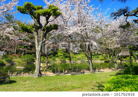 [Hiroshima Prefecture] Shukkeien Garden with cherry blossoms in full bloom 101702916