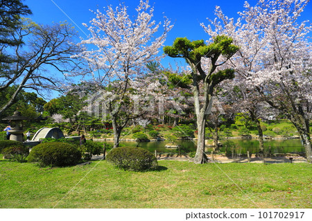 [Hiroshima Prefecture] Shukkeien Garden with cherry blossoms in full bloom 101702917