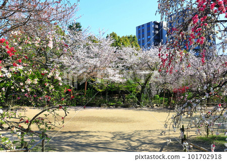 [Hiroshima Prefecture] Shukkeien Garden with cherry blossoms in full bloom 101702918