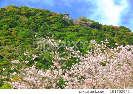 [Yamaguchi Prefecture] Cherry blossoms in full bloom and Iwakuni Castle 101702941