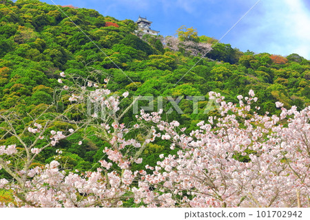 [Yamaguchi Prefecture] Cherry blossoms in full bloom and Iwakuni Castle 101702942