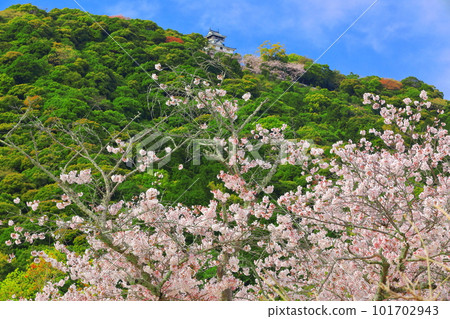 [Yamaguchi Prefecture] Cherry blossoms in full bloom and Iwakuni Castle 101702943