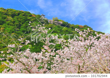 [Yamaguchi Prefecture] Cherry blossoms in full bloom and Iwakuni Castle 101702944