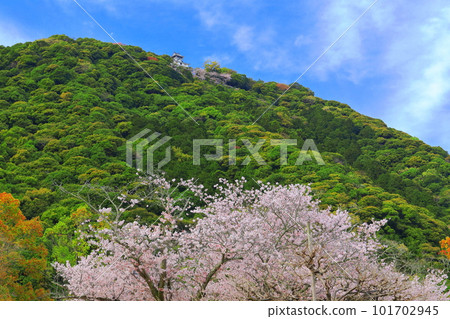 [Yamaguchi Prefecture] Cherry blossoms in full bloom and Iwakuni Castle 101702945