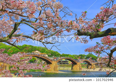 [Yamaguchi Prefecture] Cherry blossoms in full bloom and Kintai Bridge 101702946