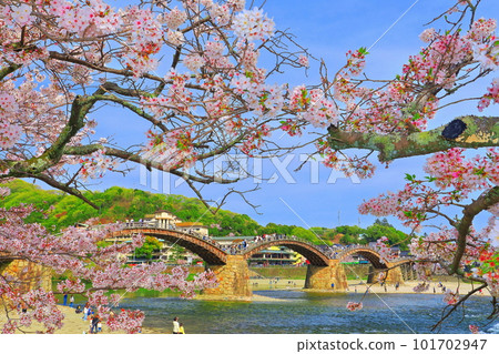 [Yamaguchi Prefecture] Cherry blossoms in full bloom and Kintai Bridge 101702947
