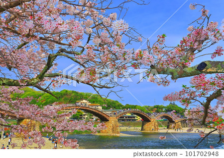 [Yamaguchi Prefecture] Cherry blossoms in full bloom and Kintai Bridge 101702948