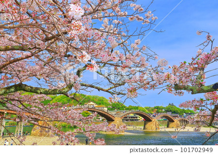 [山口縣]盛開的櫻花和錦帶橋 101702949