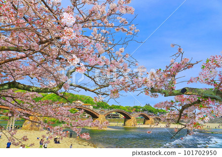 [Yamaguchi Prefecture] Cherry blossoms in full bloom and Kintai Bridge 101702950