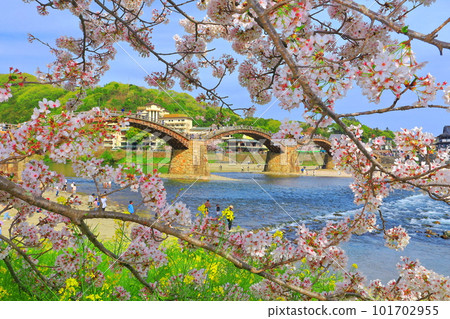 [山口縣]盛開的櫻花和錦帶橋 101702955