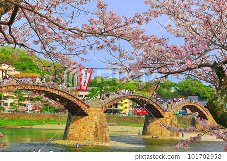 [Yamaguchi Prefecture] Cherry blossoms in full bloom and Kintai Bridge 101702958