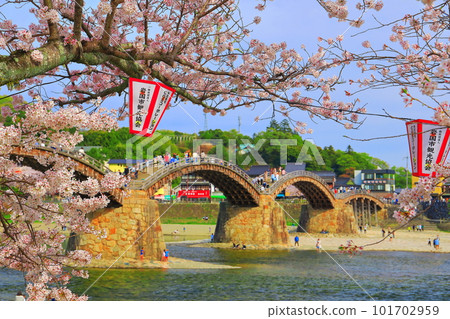 [Yamaguchi Prefecture] Cherry blossoms in full bloom and Kintai Bridge 101702959