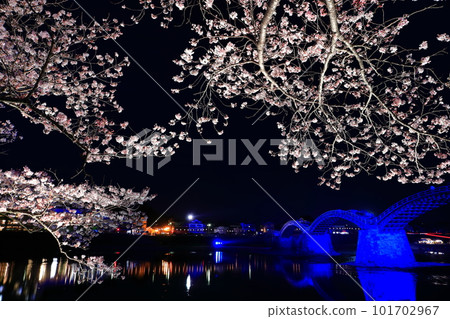 [Yamaguchi Prefecture] Cherry blossoms in full bloom at night and light up of Kintaikyo Bridge 101702967