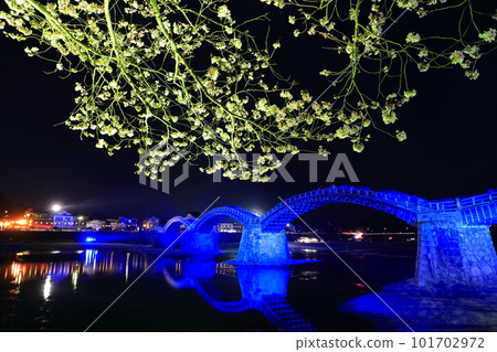 [Yamaguchi Prefecture] Cherry blossoms in full bloom at night and light up of Kintaikyo Bridge 101702972