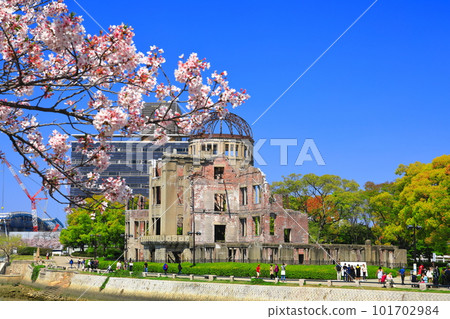 [Hiroshima Prefecture] Cherry blossoms in full bloom and the Atomic Bomb Dome 101702984